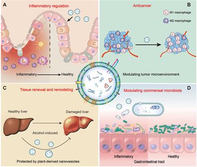 Plant-Derived Nanovesicles: A Novel Form of Nanomedicine